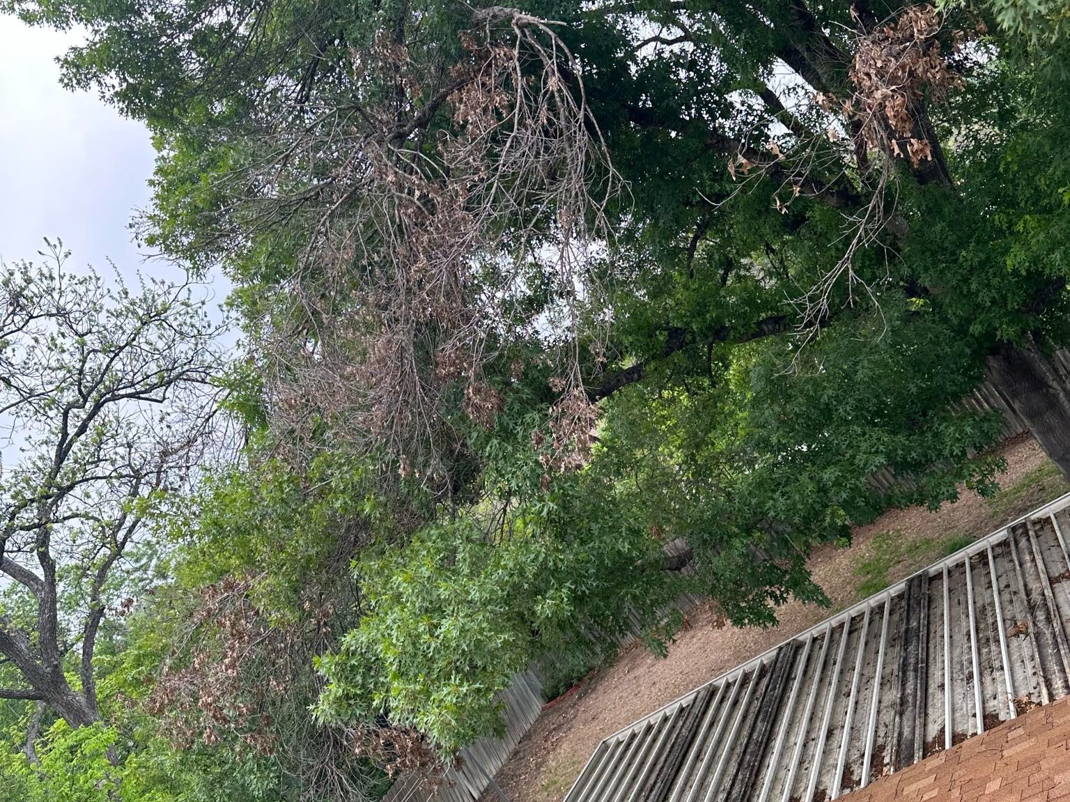 D.A.M Rivera Landscaping