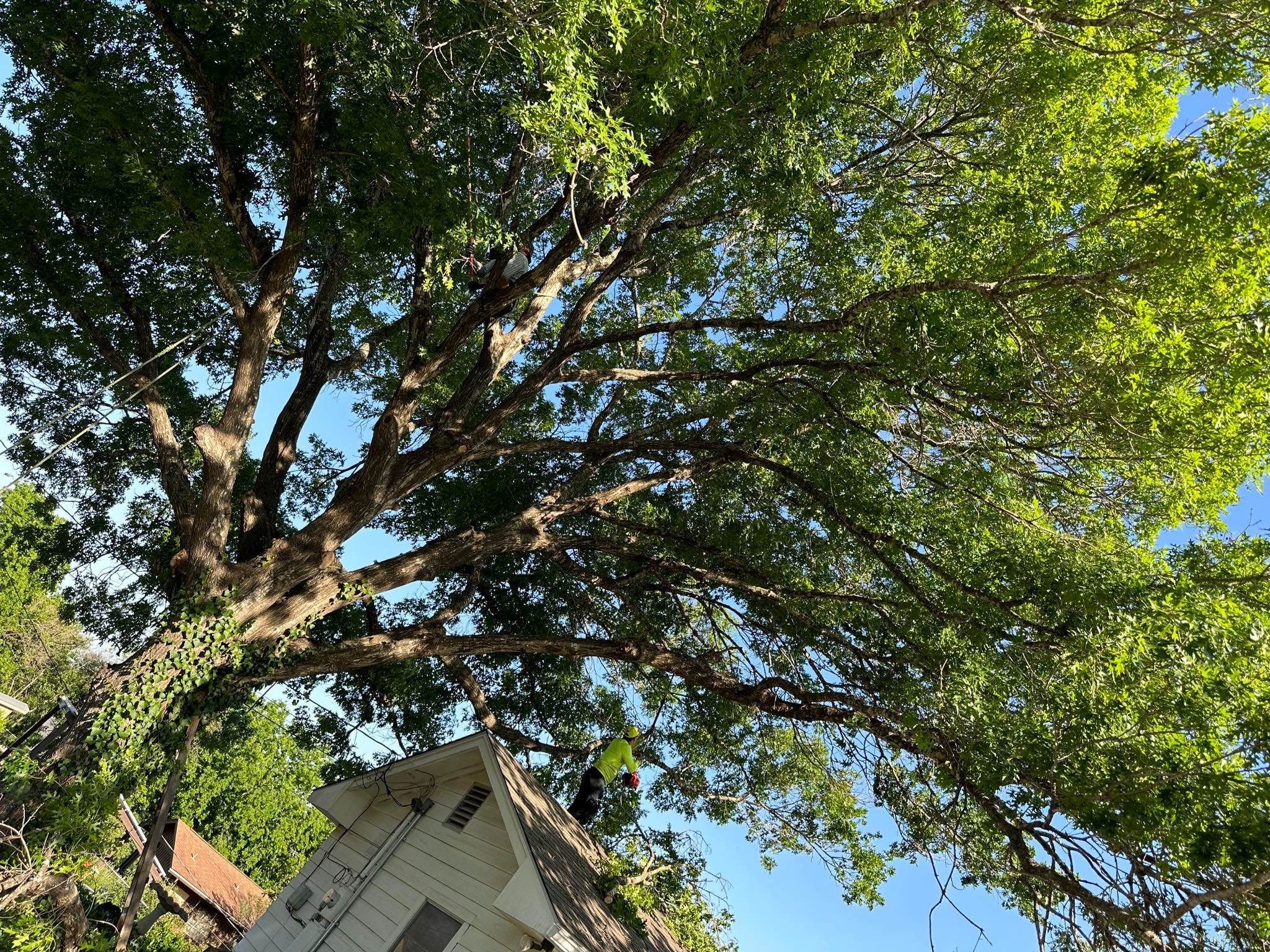 D.A.M Rivera Landscaping