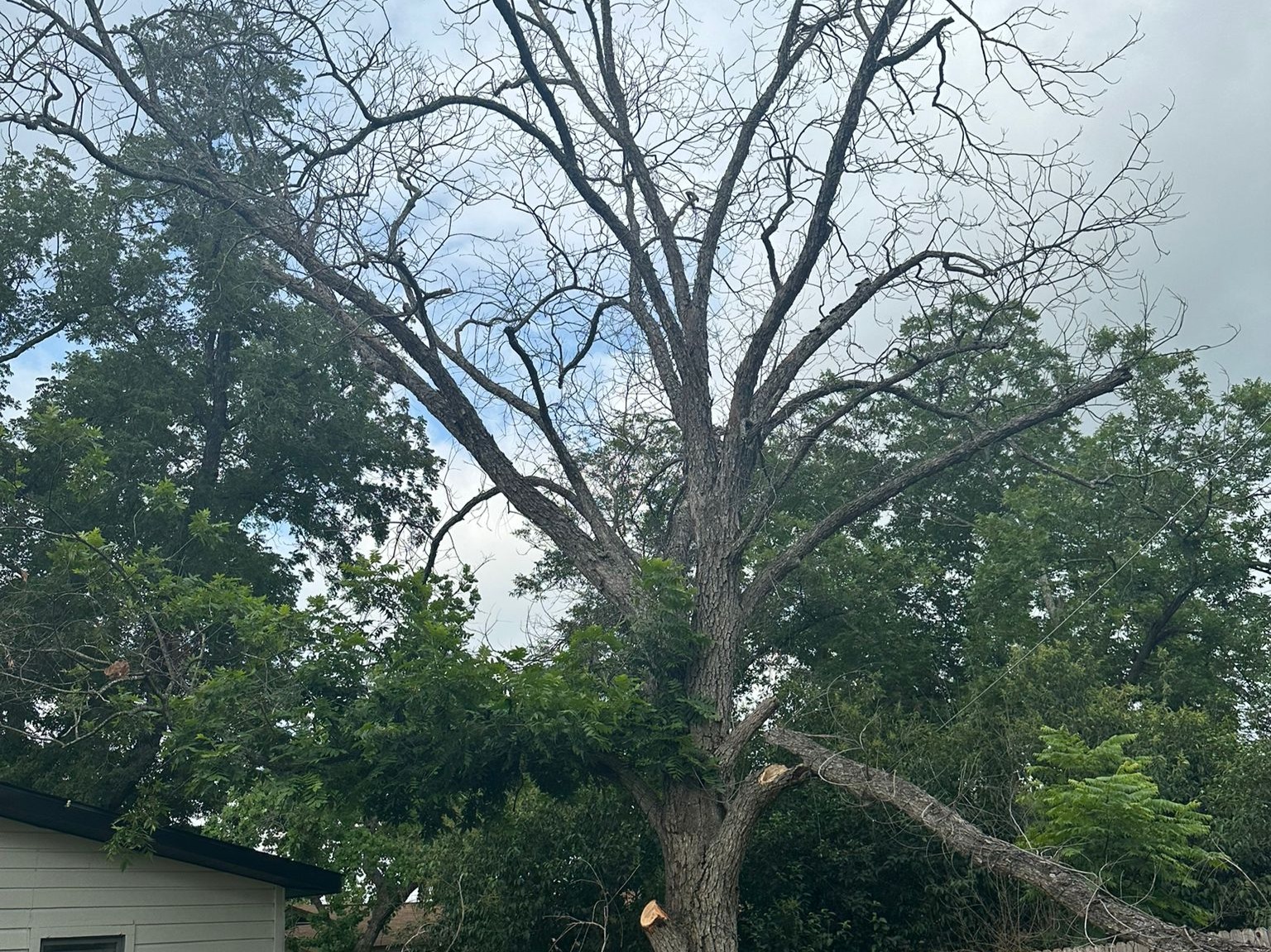 D.A.M Rivera Landscaping