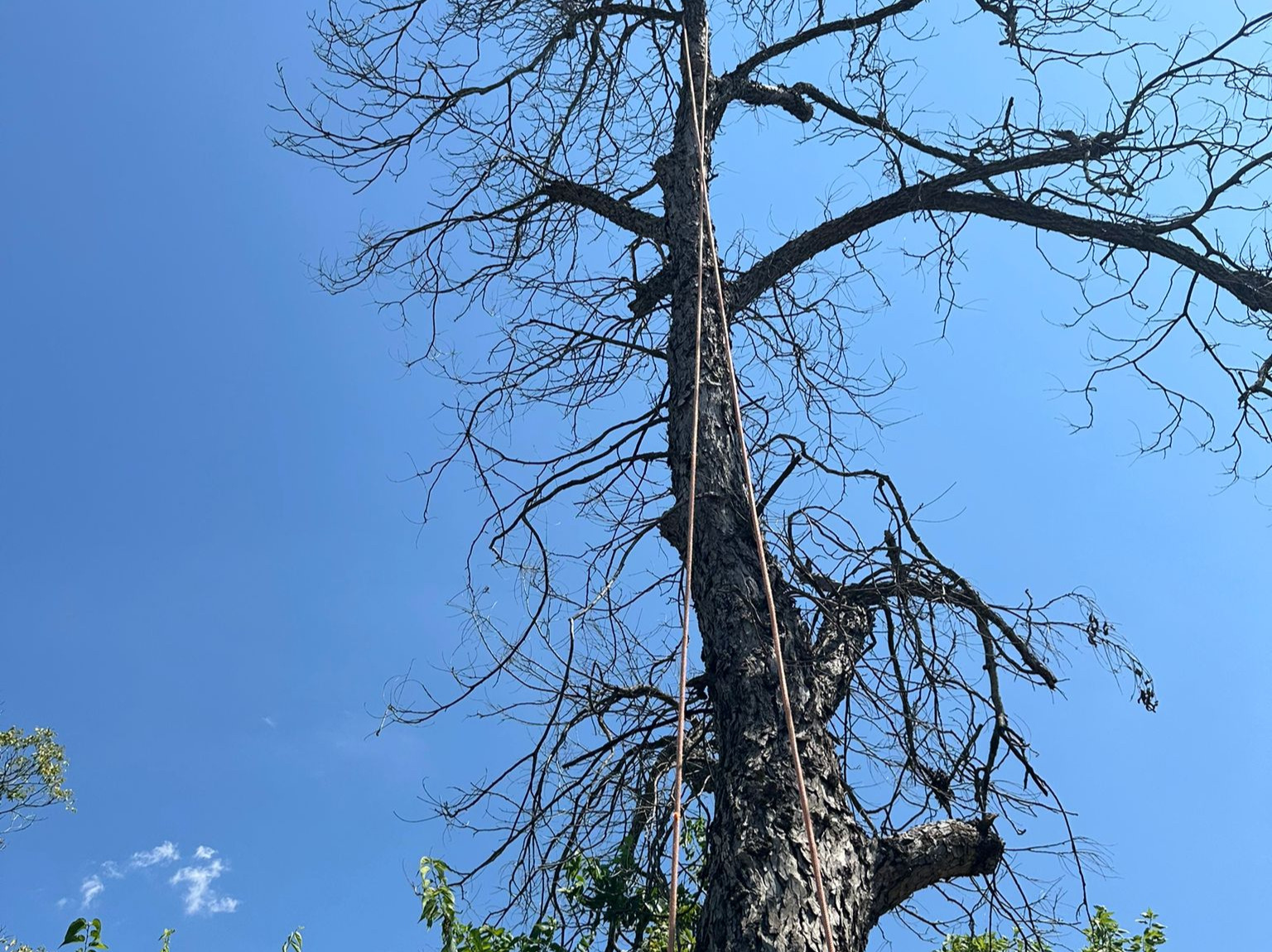 D.A.M Rivera Landscaping