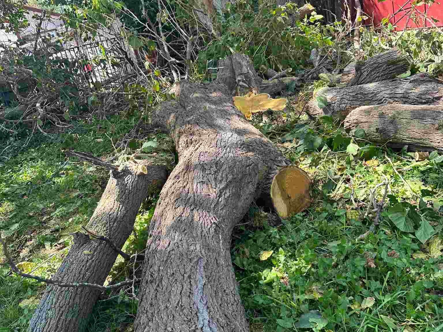 D.A.M Rivera Landscaping