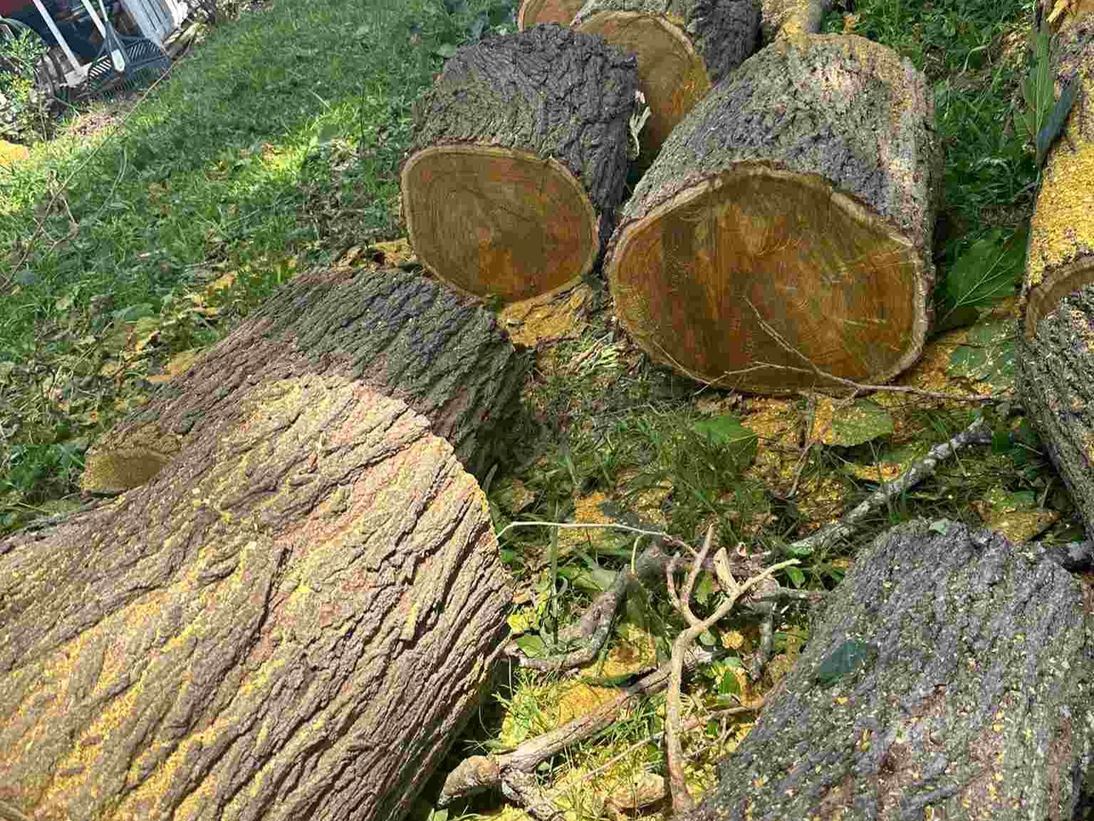 D.A.M Rivera Landscaping